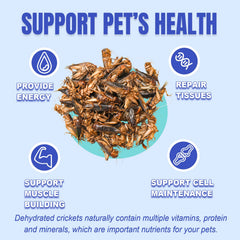 Amzey Appetizing Mealworms bearded dragon enjoys dried crickets as a protein-rich snack.