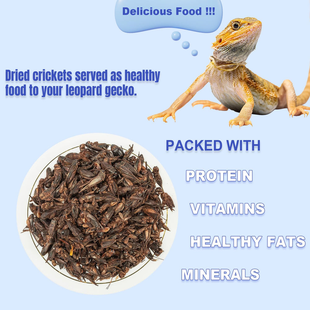 Amzey Appetizing Mealworms bearded dragons feeding on dried crickets.
