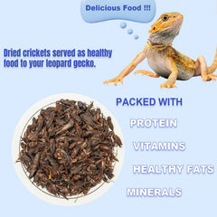 Amzey Appetizing Mealworms bearded dragons feeding on dried crickets.