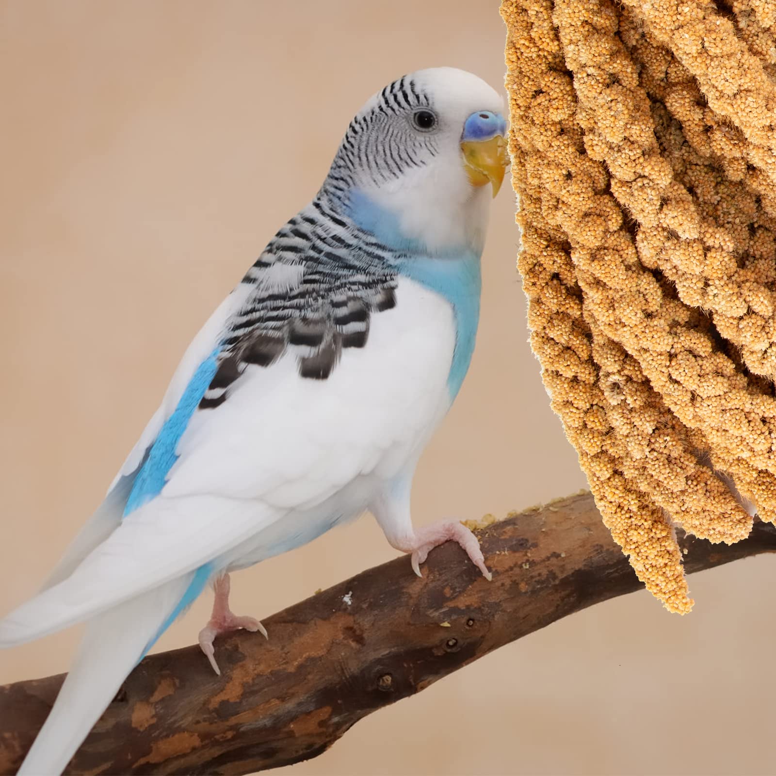 Amzey bird feeding hanging perch setup shows easy access for birds.