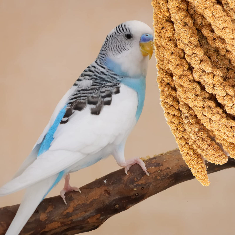 Amzey bird feeding hanging perch setup shows easy access for birds.