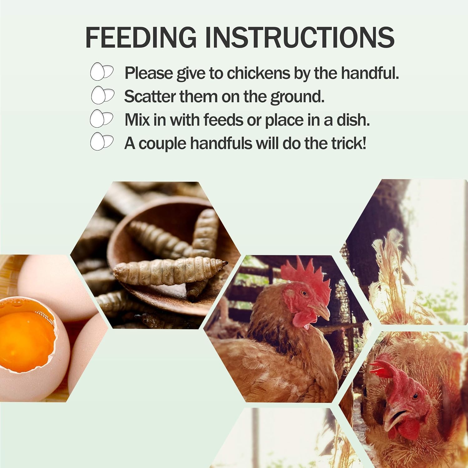 Amzey BSF larvae egg-shell support may help stronger eggs with calcium-rich nutrition.