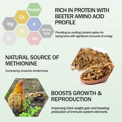 Amzey BSF larvae reptile snack offers high calcium for bearded dragons and geckos.
