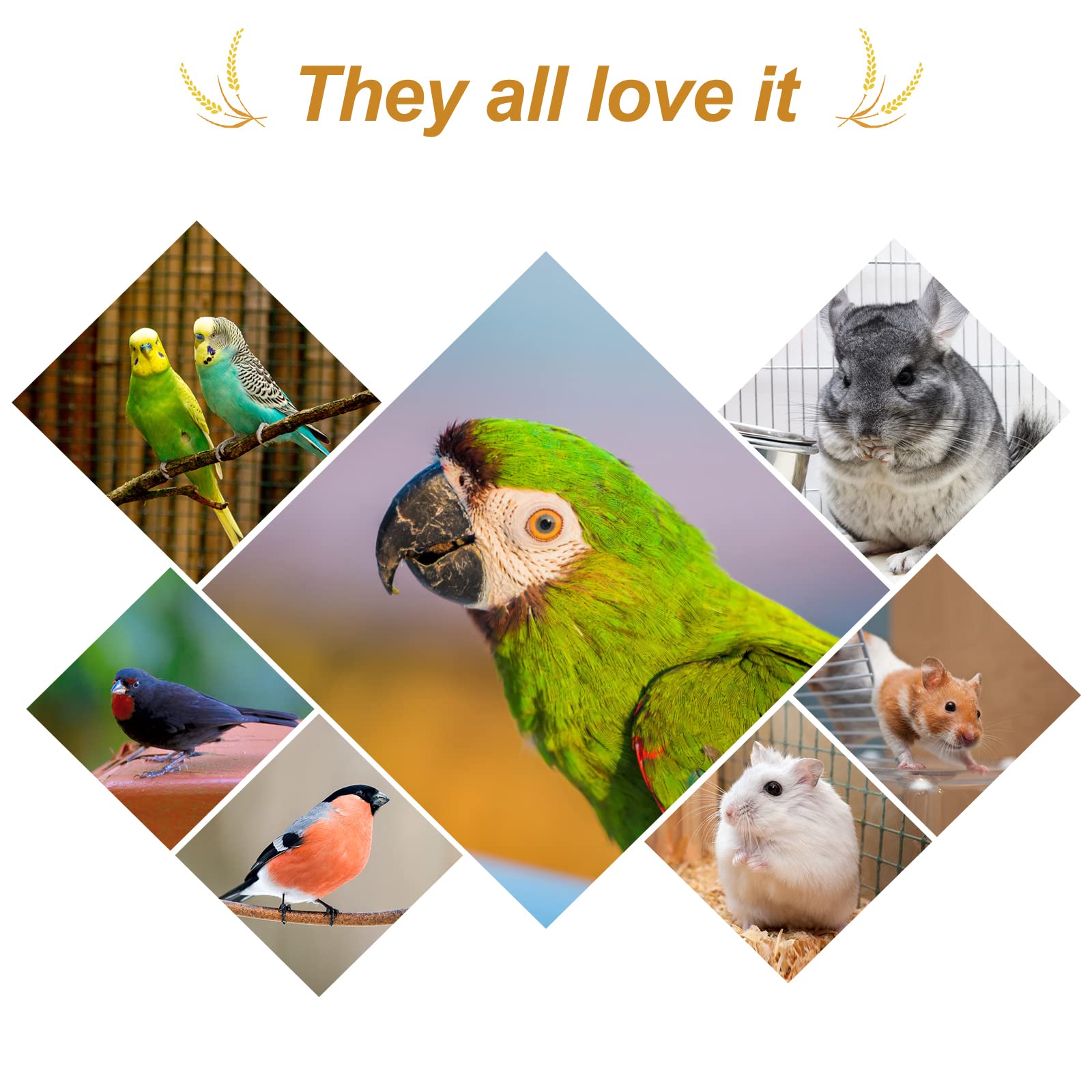 Amzey happy bird interaction captures joyful feeding moments.