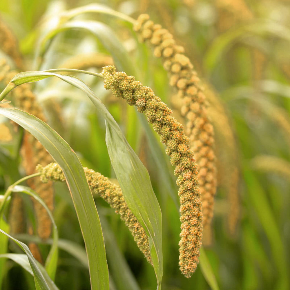 Amzey non-GMO ingredients label emphasizes clean, additive-free millet.