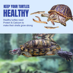 Amzey dried mealworms high-protein treat for growth