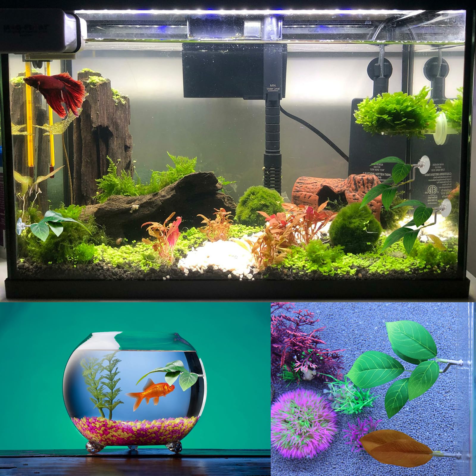 AncBace Natural habitat betta setup invites playful interaction and hiding spots.