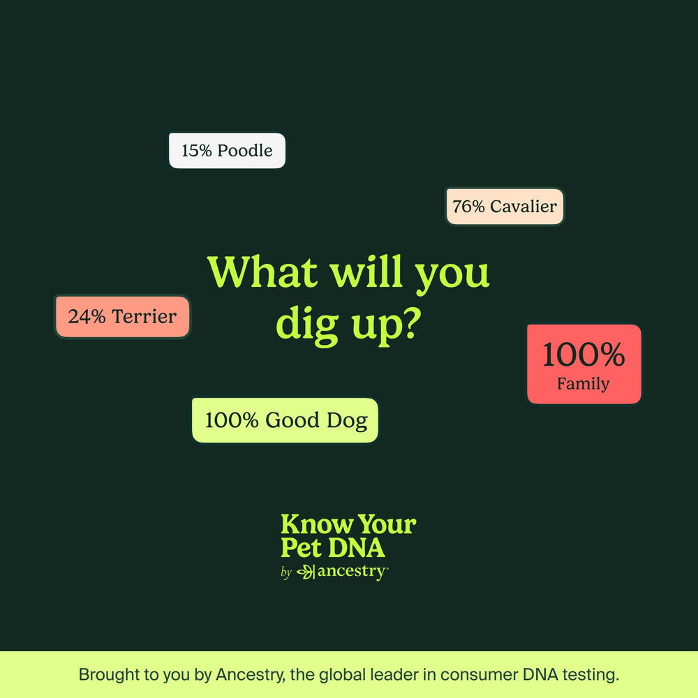 AncestryDNA gift-ready packaging suitable for a thoughtful pet parent gift.