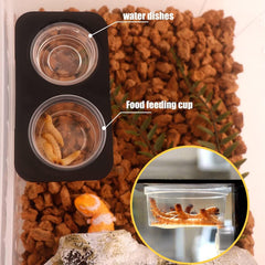 ANCKNE gecko cups on ledge demonstrate practical feeding setup for small pets.