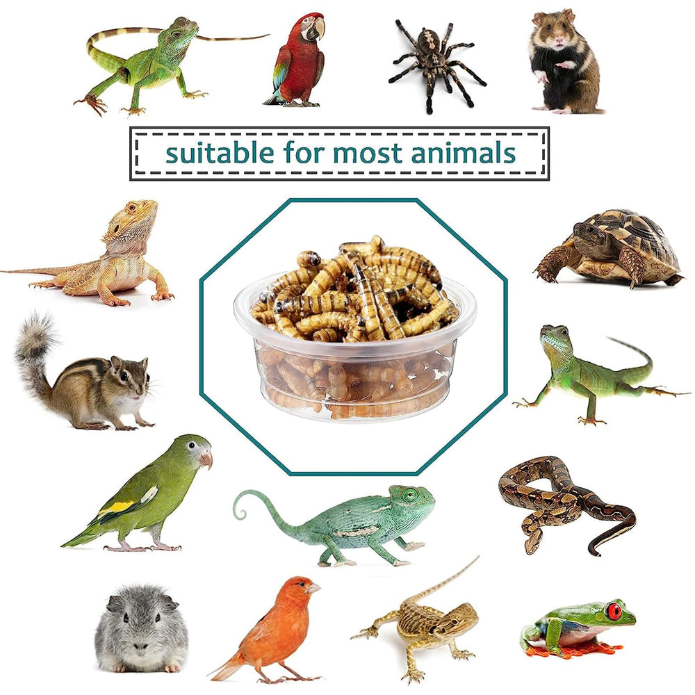 ANCKNE 200pcs cups inventory supports ongoing feeding replacement and easy restocking.