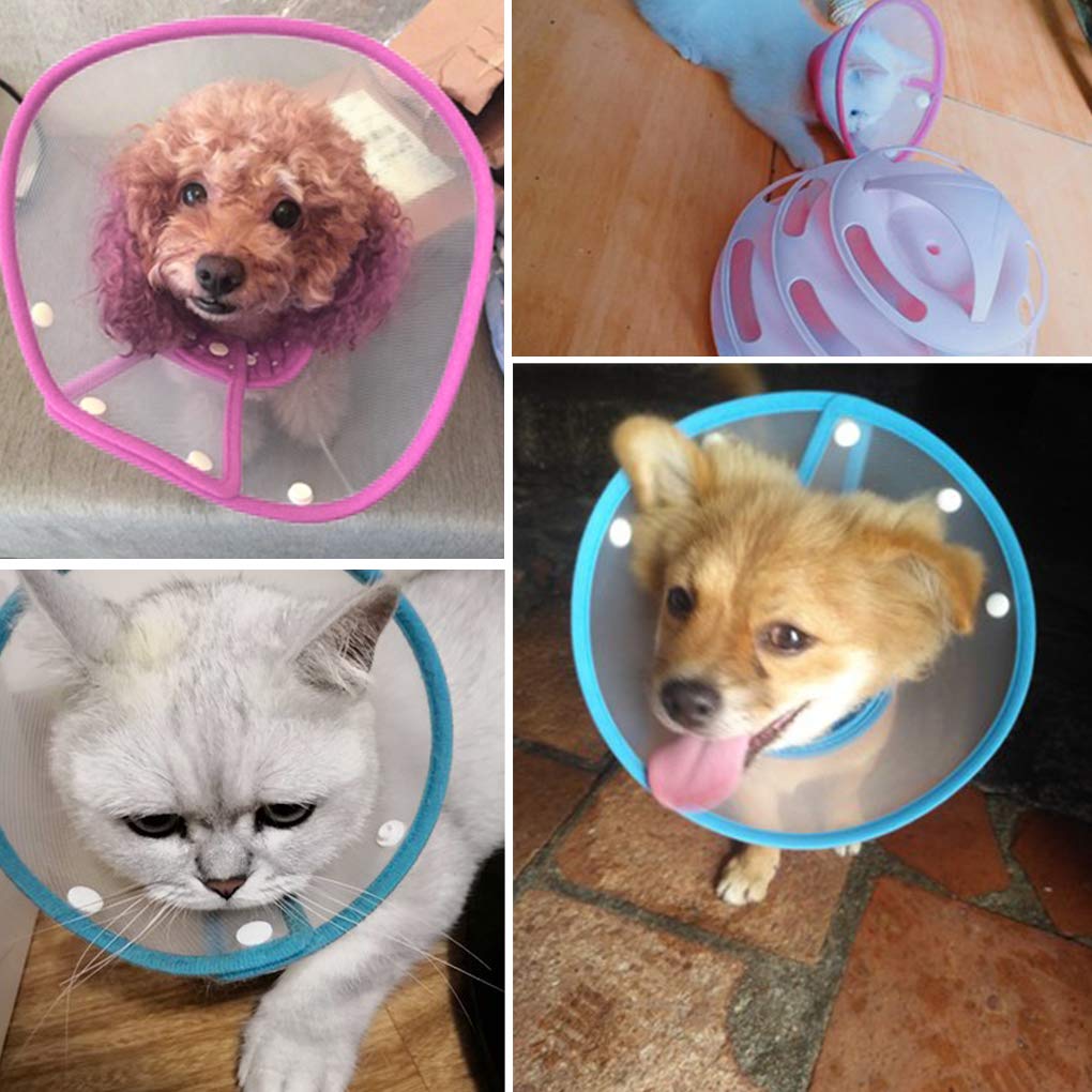 Andiker Pet Cone blue recovery-use scenario demonstrates protective usage.
