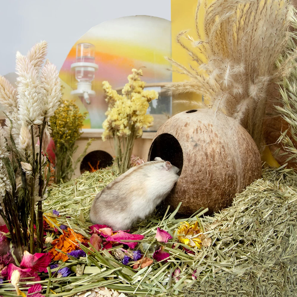 andwe coconut hut natural shell material highlights eco-friendly design.