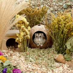 andwe coconut hut tropical decor transforms cages into a paradise vibe.