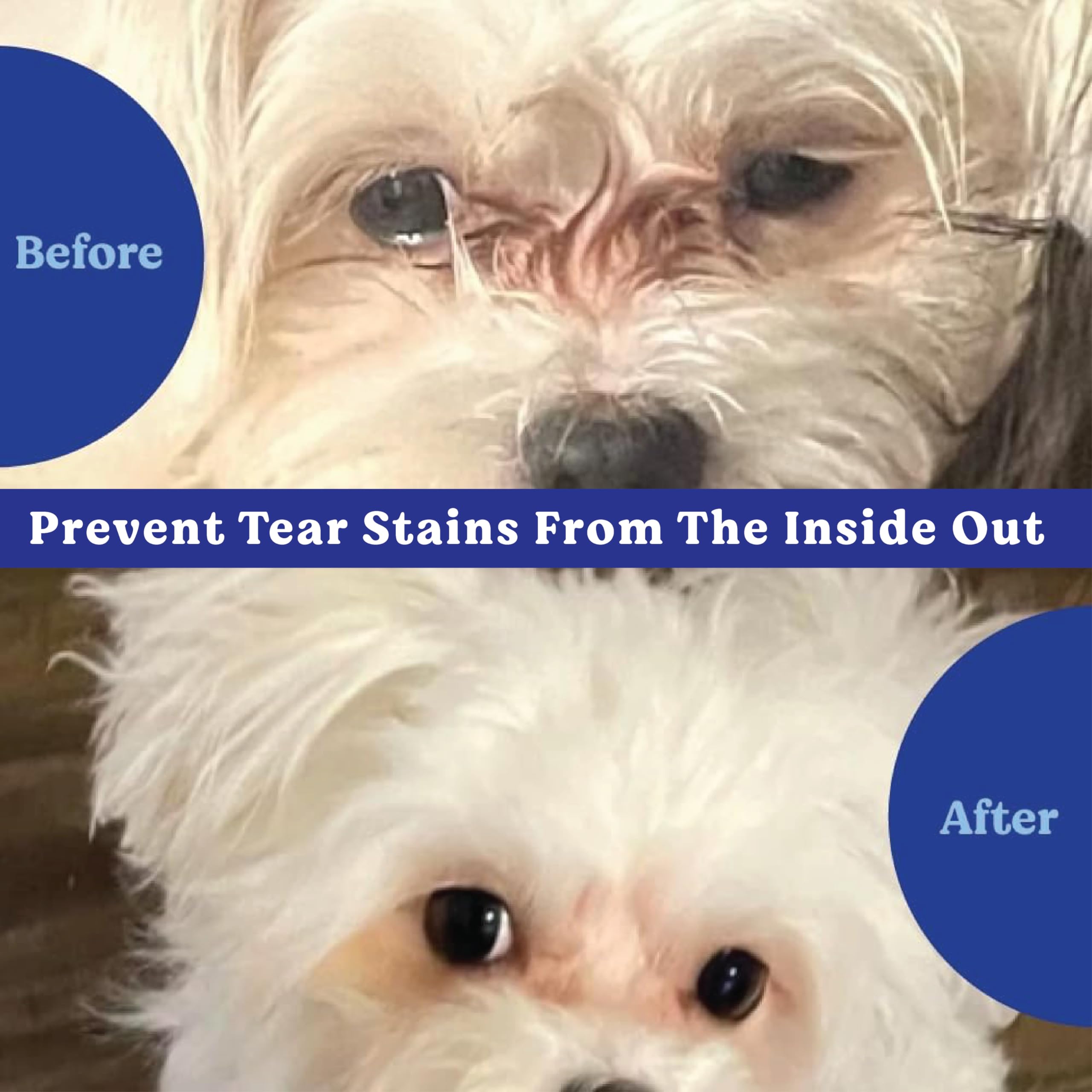 Angels' Eyes chew close-up—chicken flavor for daily tear-stain support.