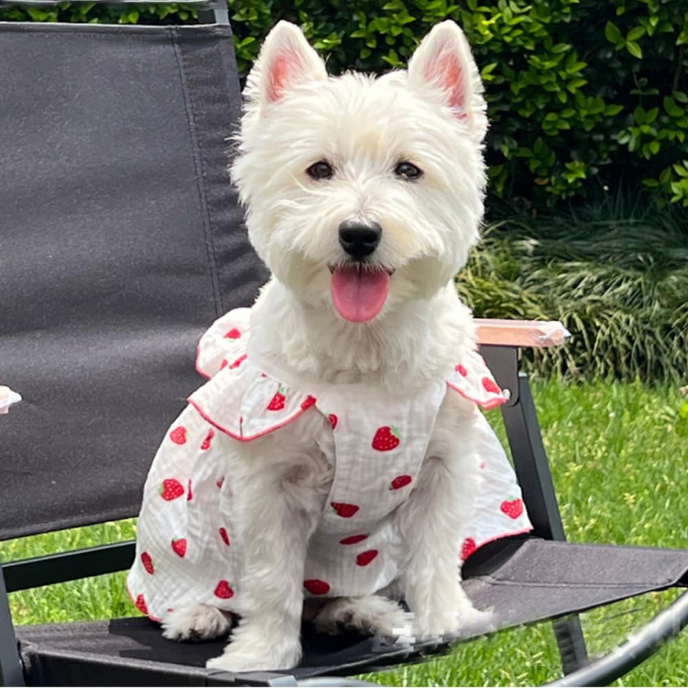 ANIAC D-ring harness attachment design for leash compatibility during walks