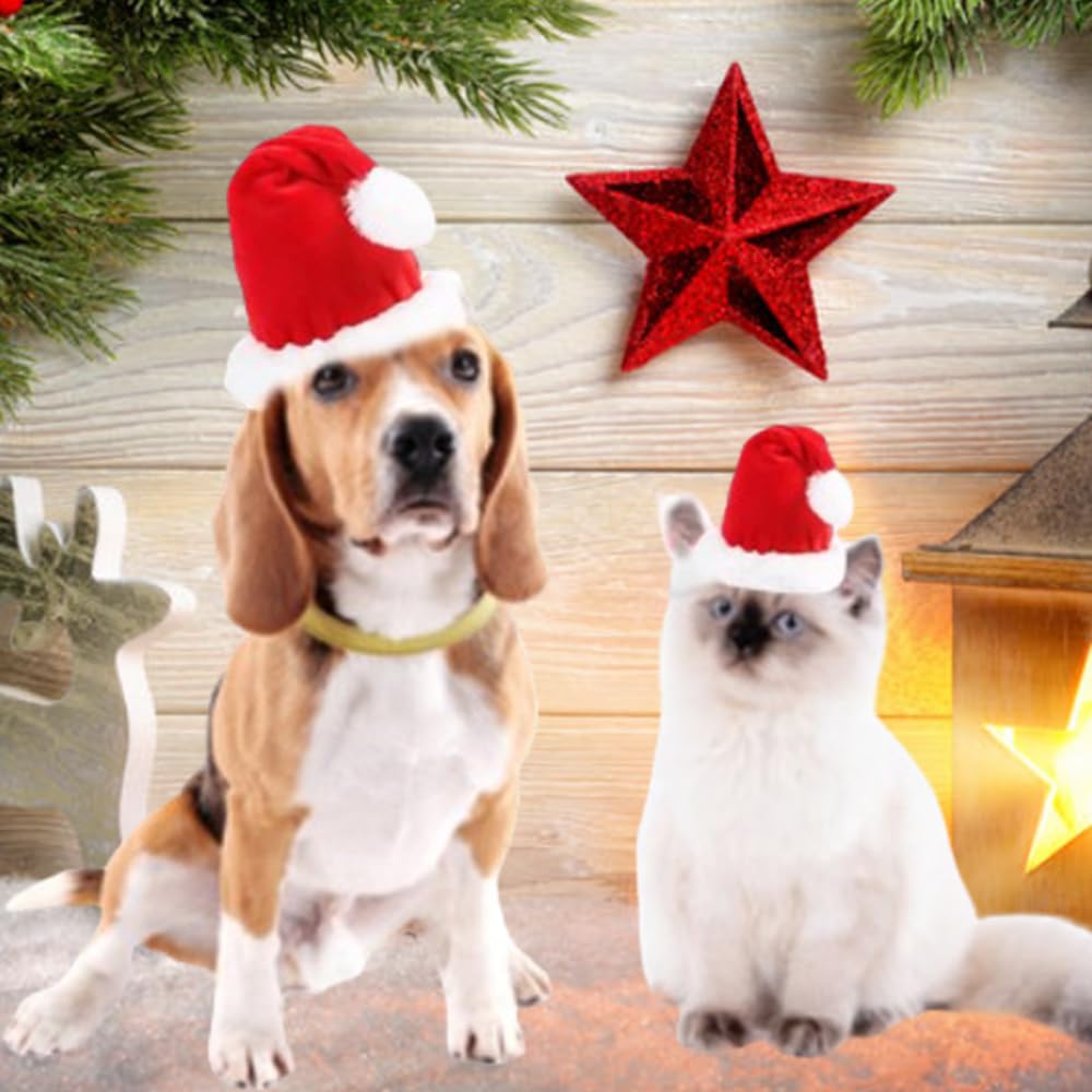ANIAC dog hat in festive photography use during celebration