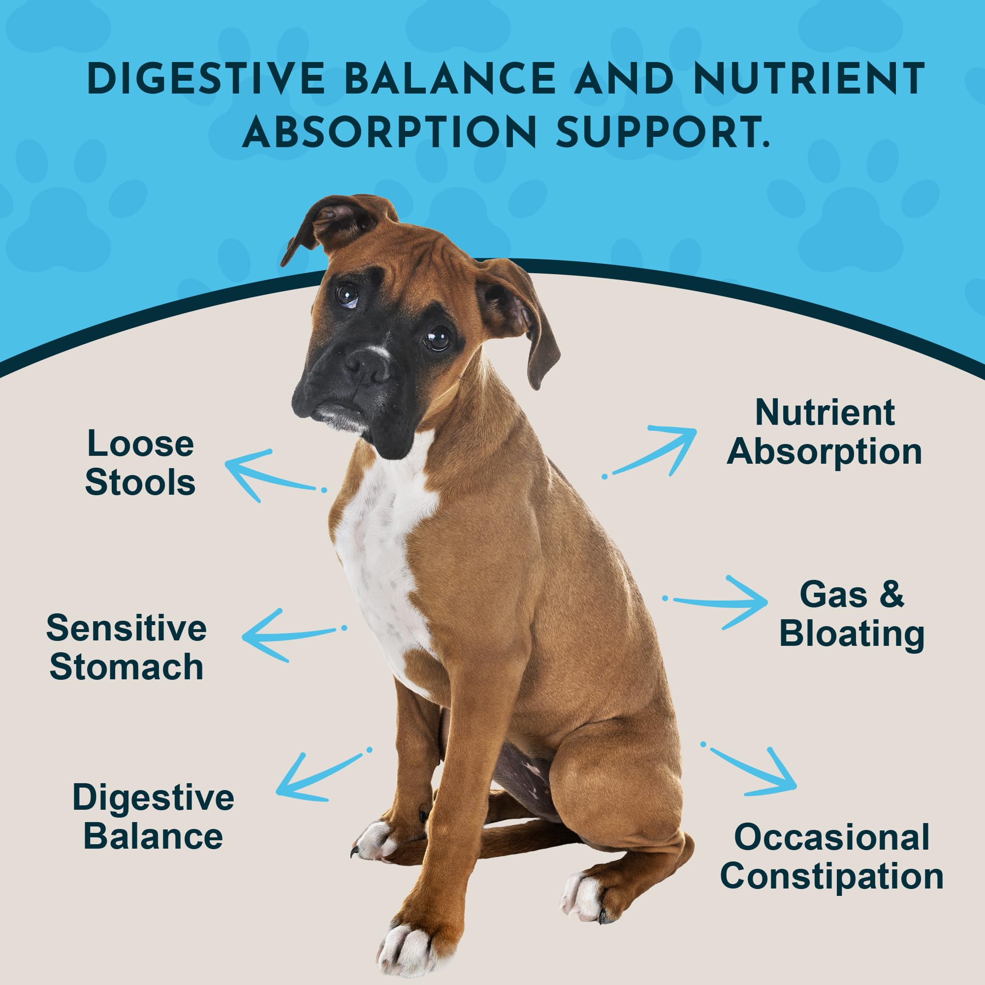 Animal Essentials cat dish with powder ready to support daily gut balance