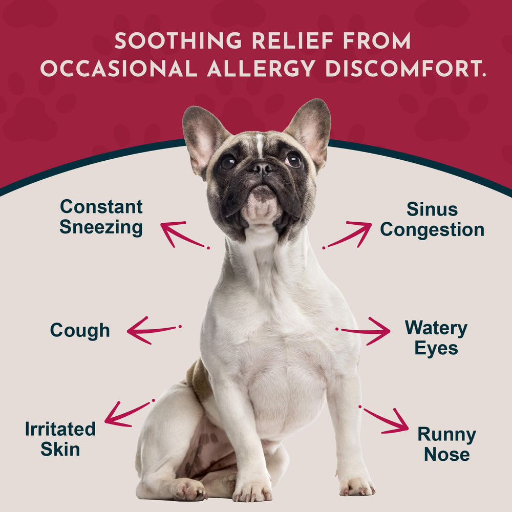 Animal Essentials seasonal allergy dog dropper demonstrates easy dosing for pets.