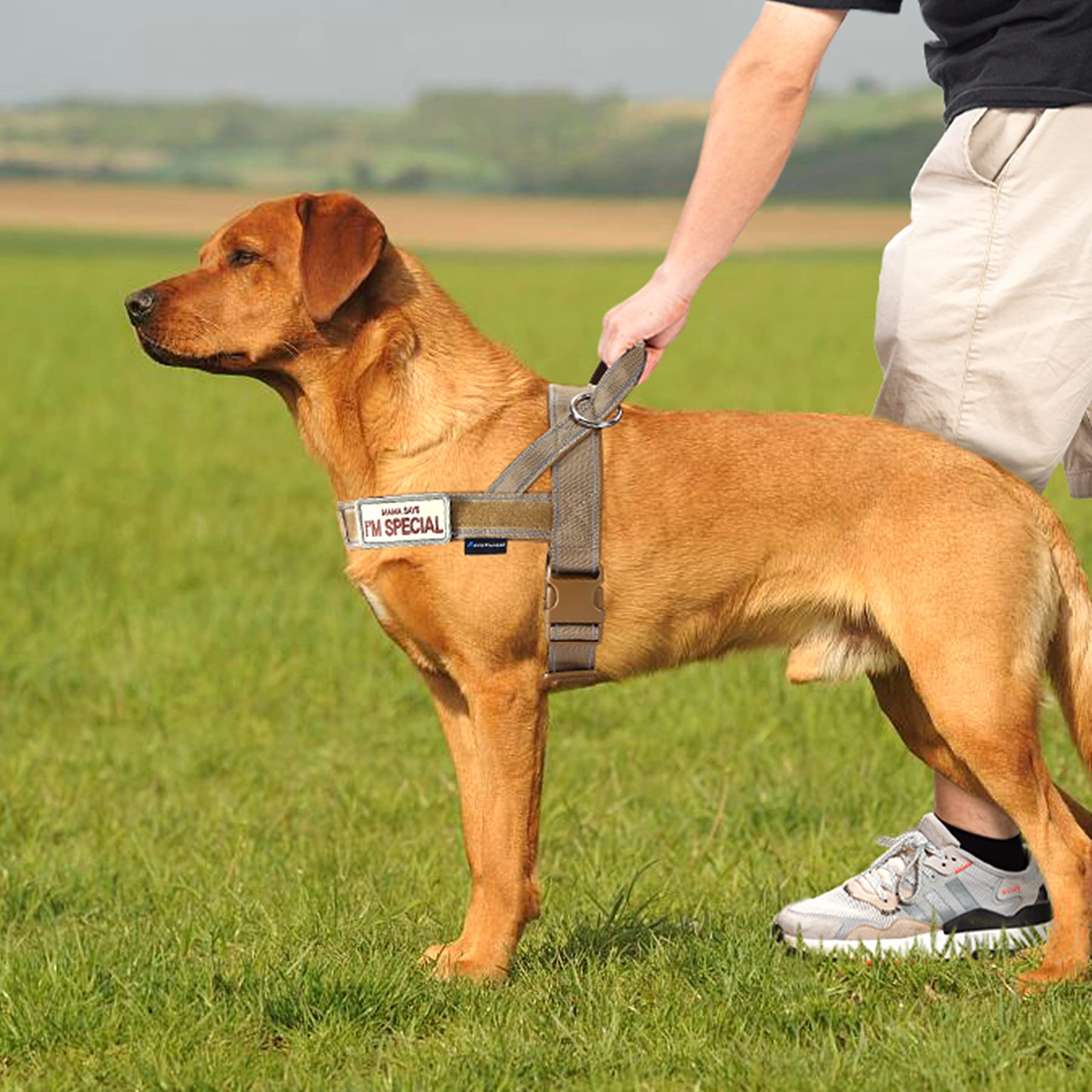Annchwool no-pull harness designed to help keep dogs secure during walks.