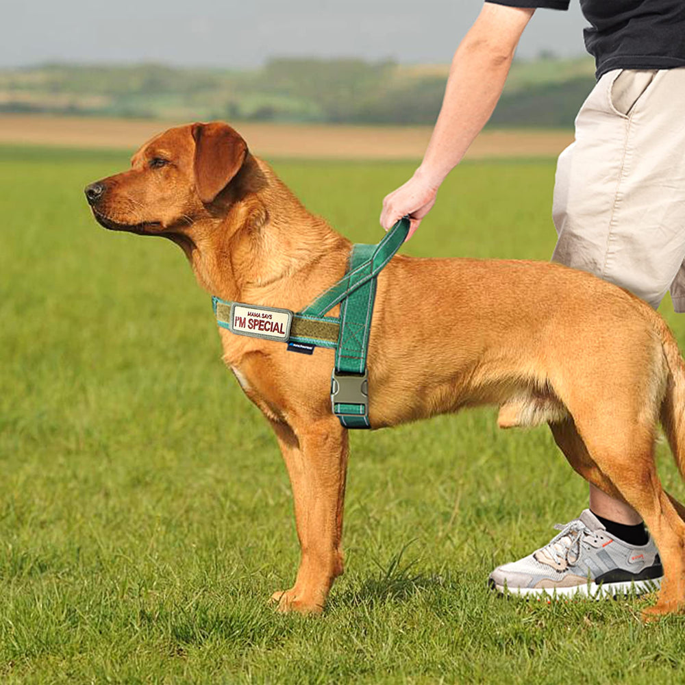 Annchwool No Pull Harness five sizes with varying strap widths to fit different dogs.