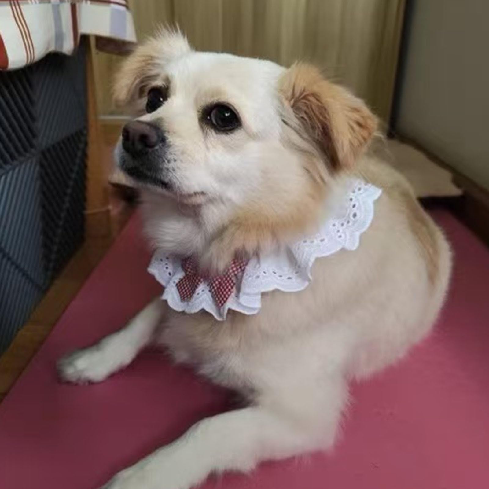 ANNUOZE adjustable-fit four sizes ensure secure, comfortable wear for growing pets
