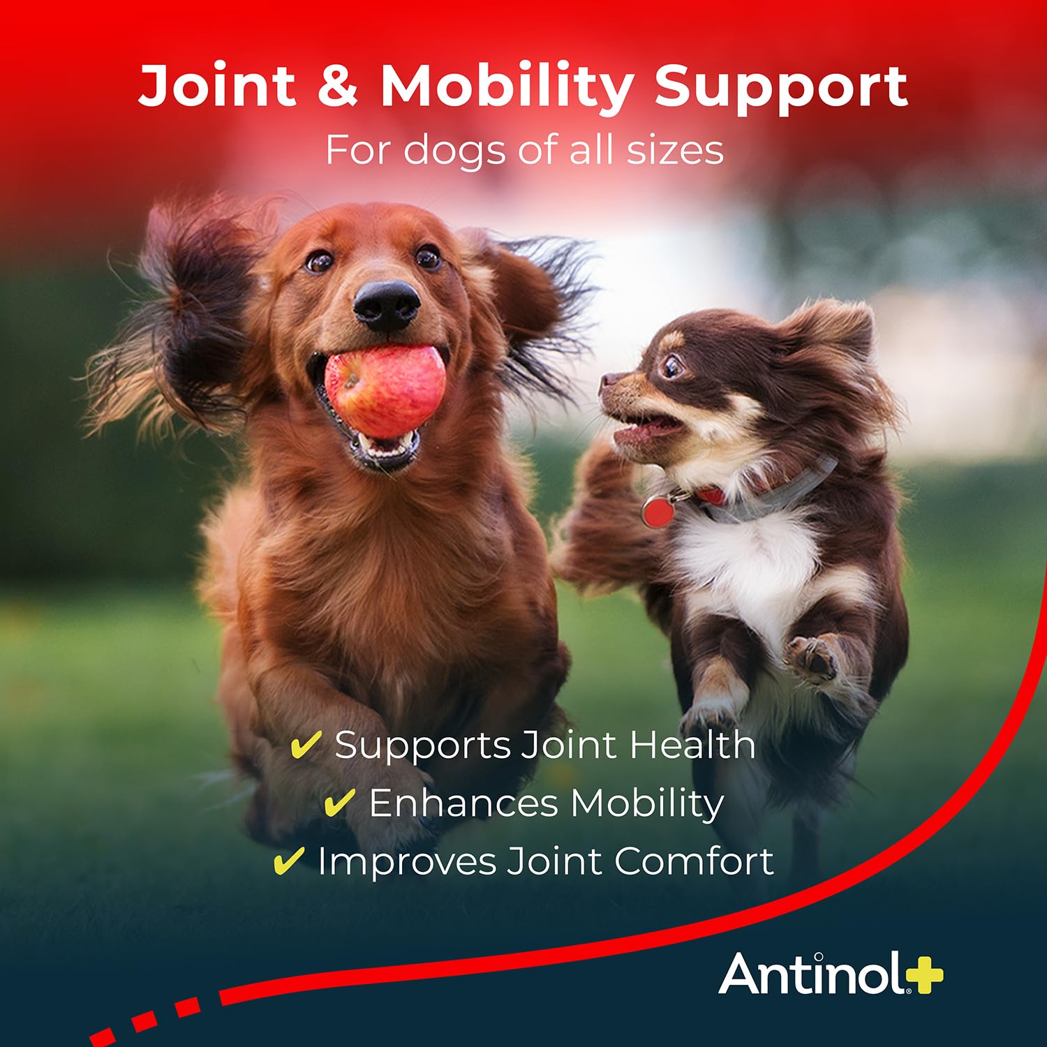 Antinol Plus bottle label shows clinical studies backing mobility.
