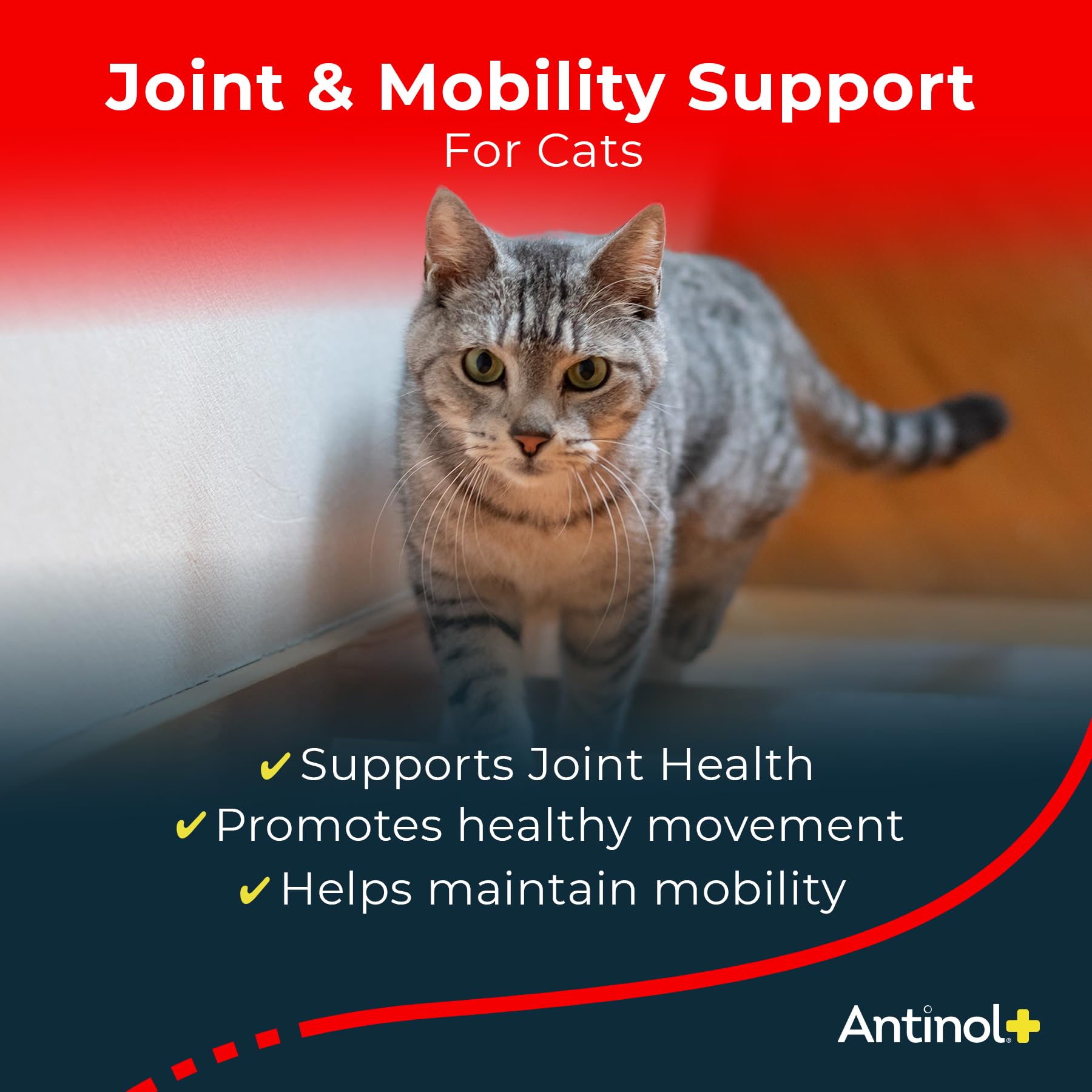 Antinol Plus bottle with capsules ready for daily cat mobility support