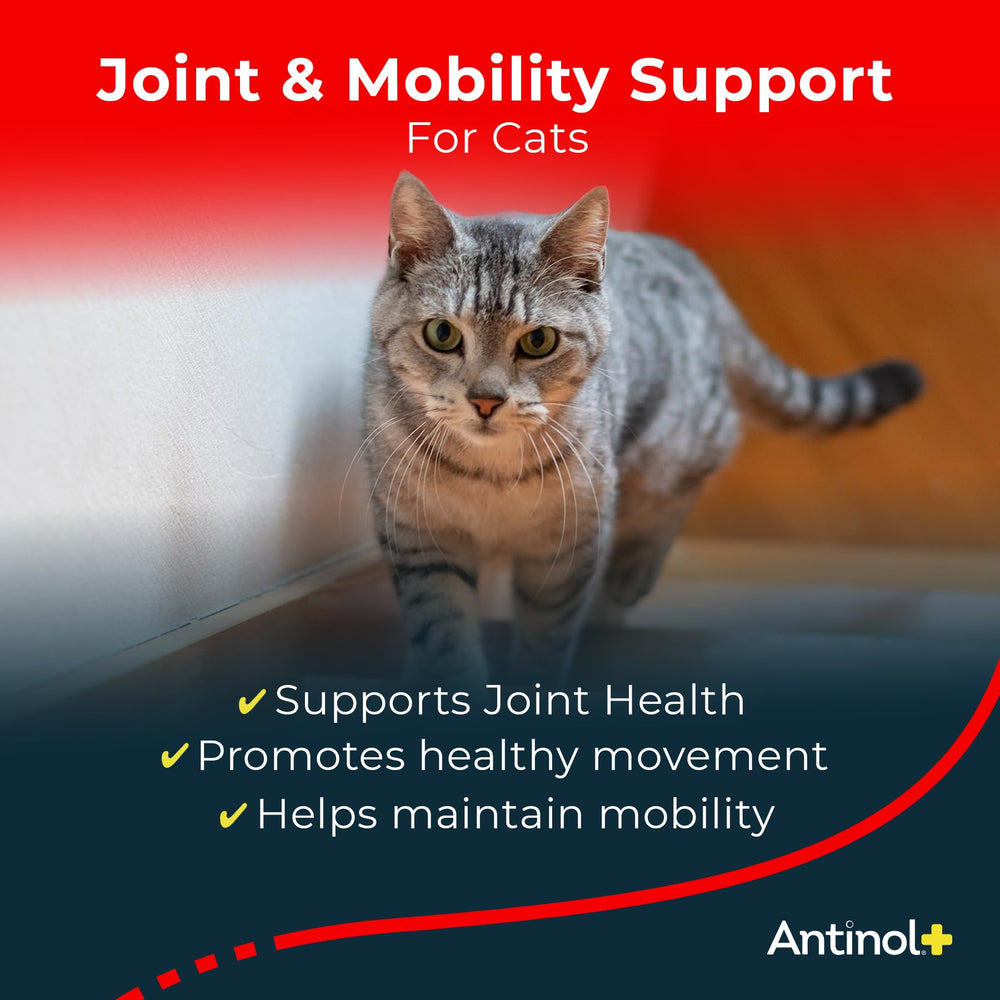 Antinol Plus bottle with capsules ready for daily cat mobility support