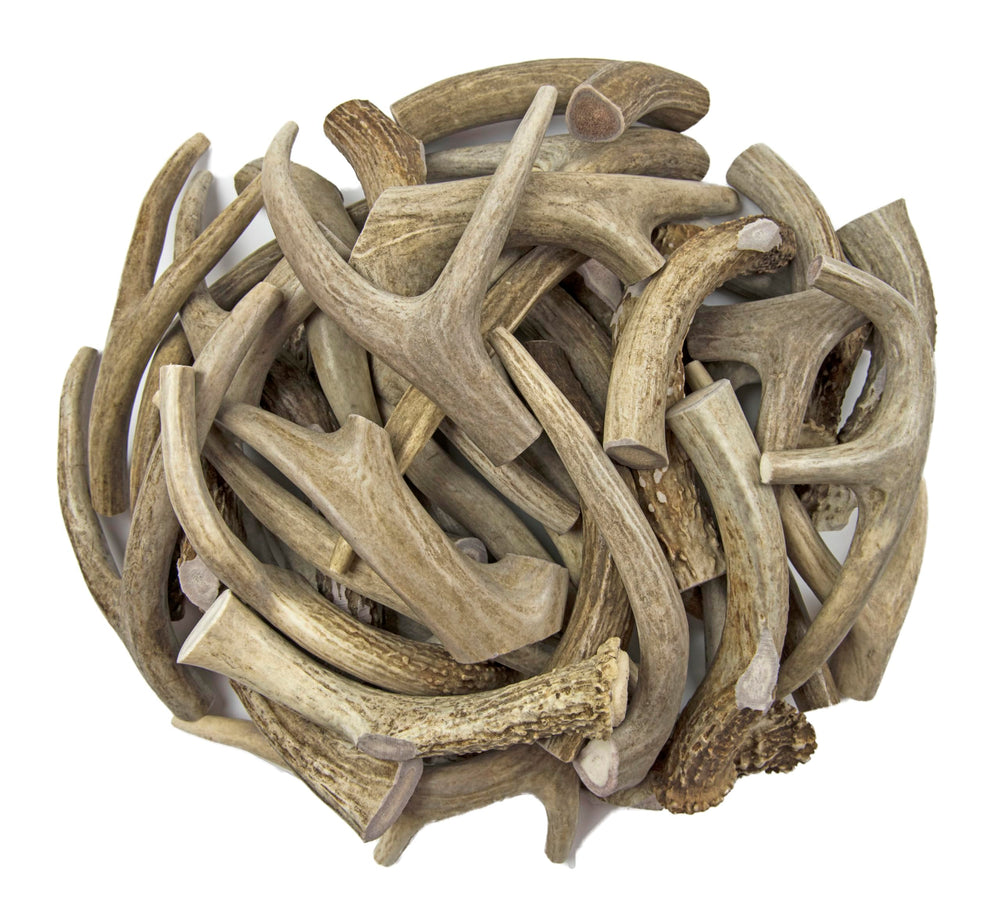 Antler Man Premium Deer Antler Pieces close-up crunch shows durable chewing texture.