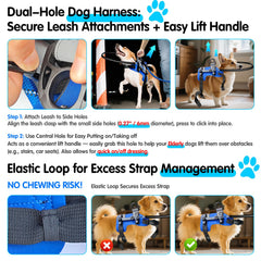 AO LI GEI 5ft leash attachment demonstrates secure, controlled walking.
