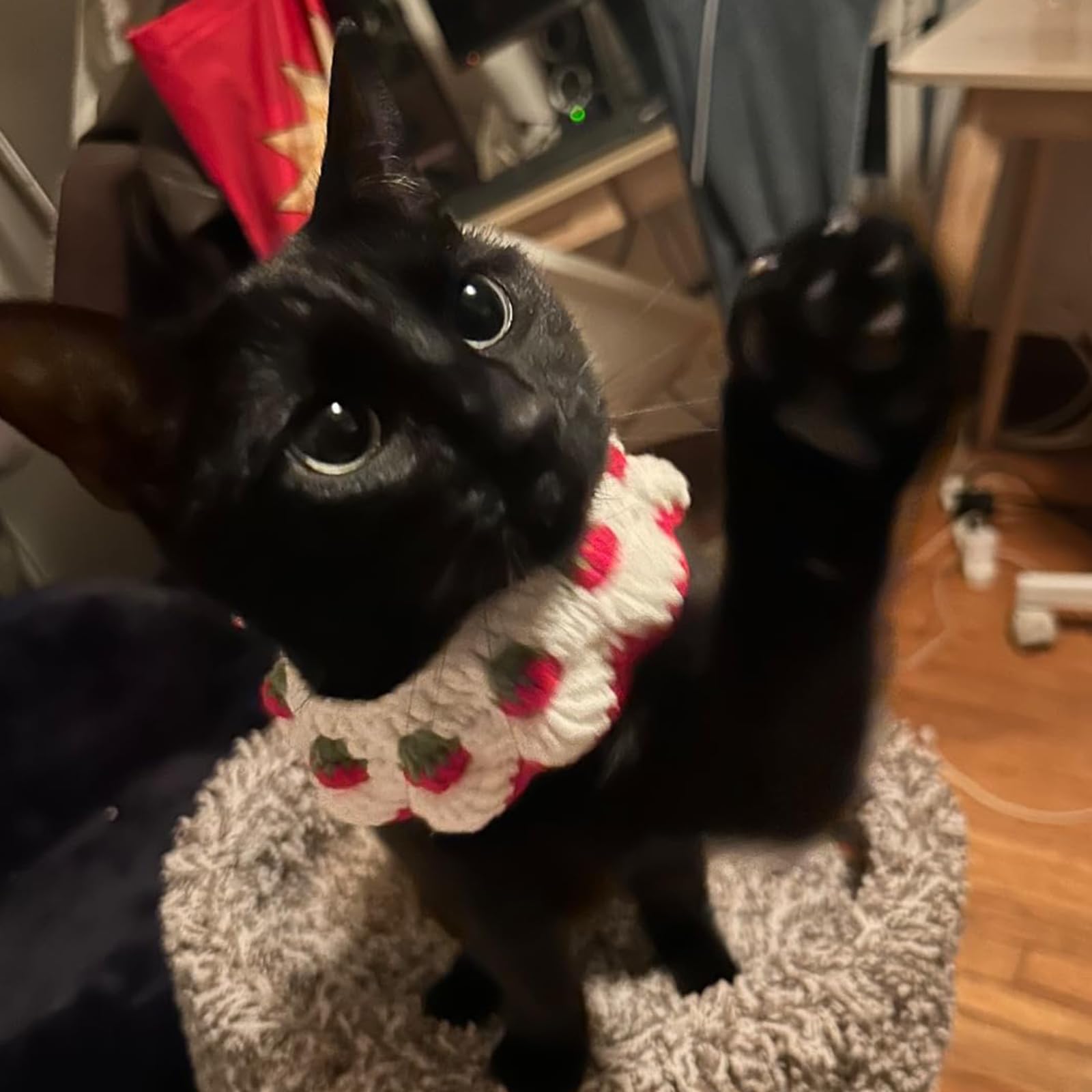 Aoeeki cat wearing collar to illustrate real-life wearability and fit.