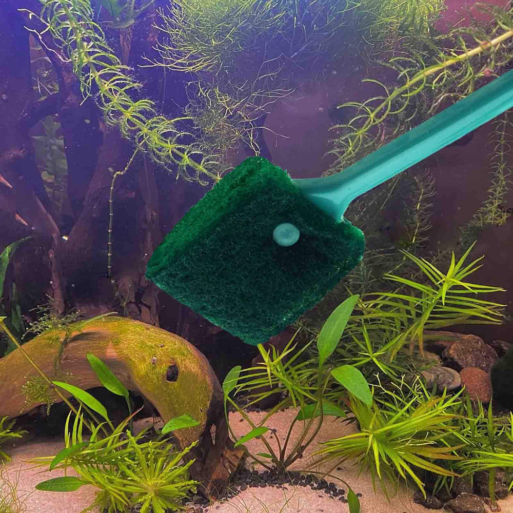 AOODOOM algae removal action on glass aquarium walls