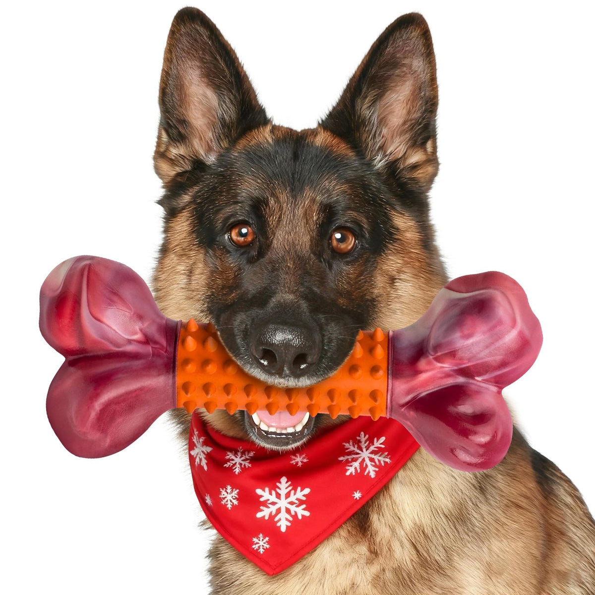 Apasiri 8-inch bone bite-test demonstrates durable chew for power chewers