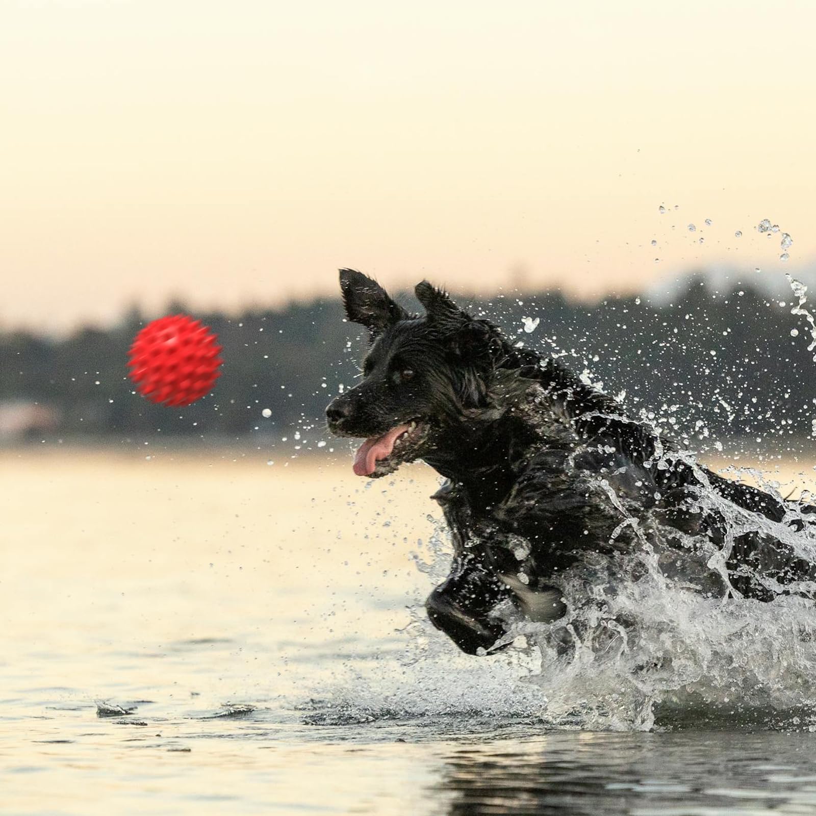 Apasiri ideal for pitbulls and other large breeds