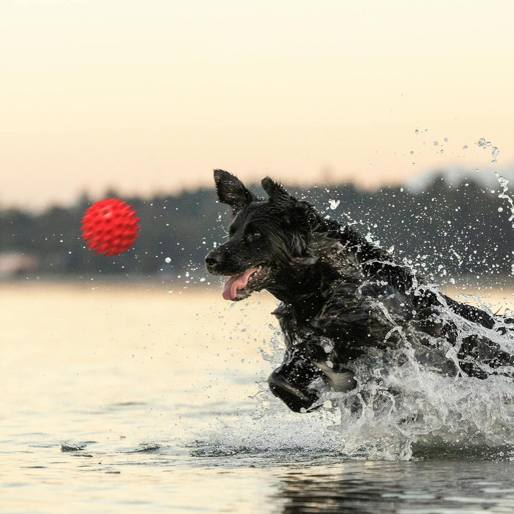 Apasiri ideal for pitbulls and other large breeds