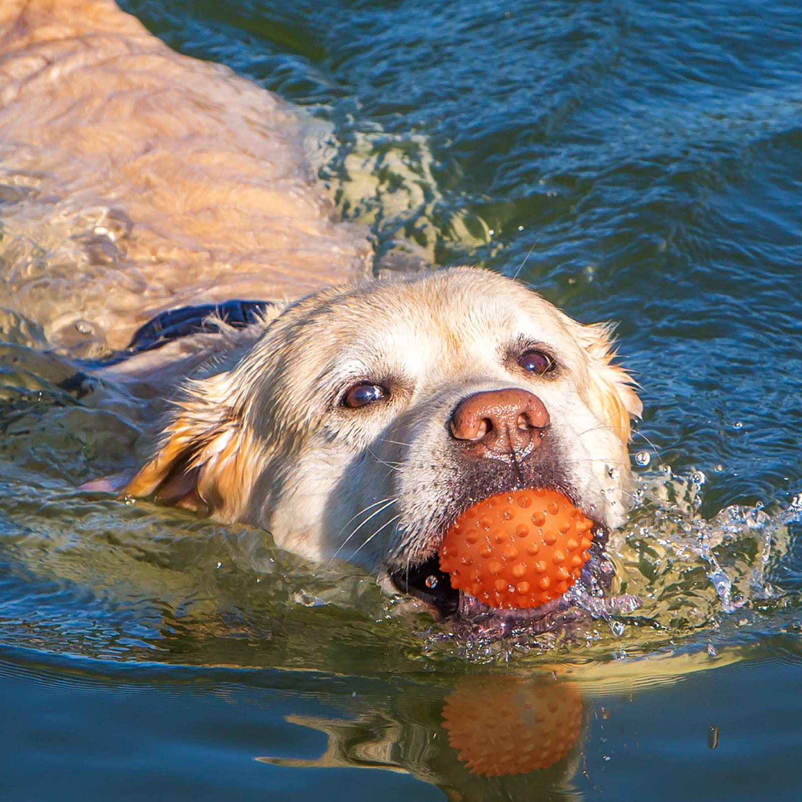 Apasiri peanut-flavor dog ball dental-friendly spikes promote gum care
