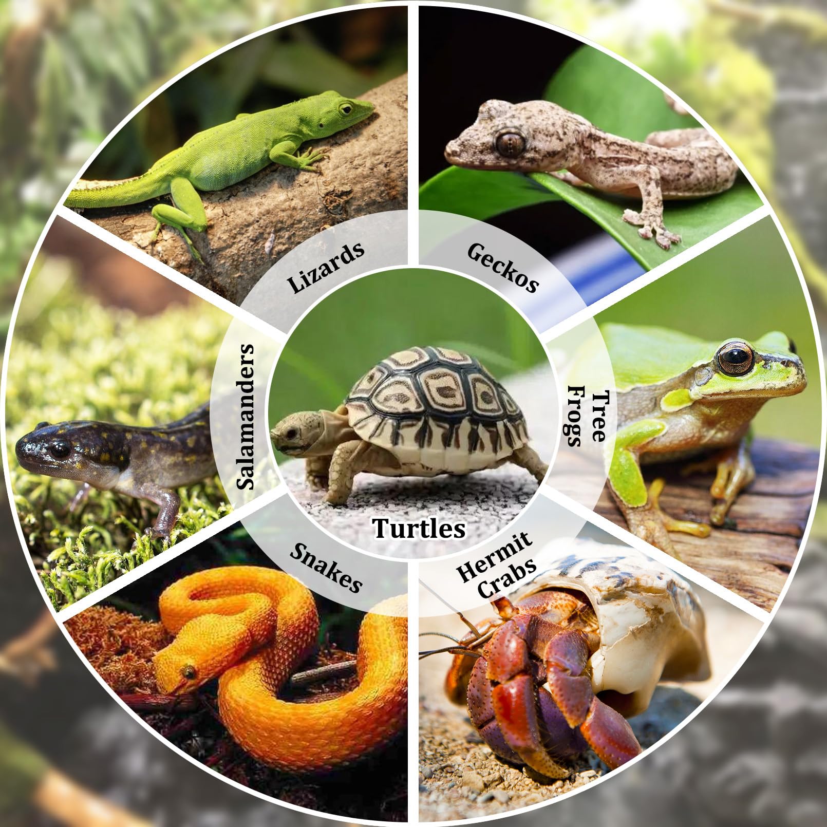 Apatal gecko habitat decoration accessories enhance decor and habitat realism