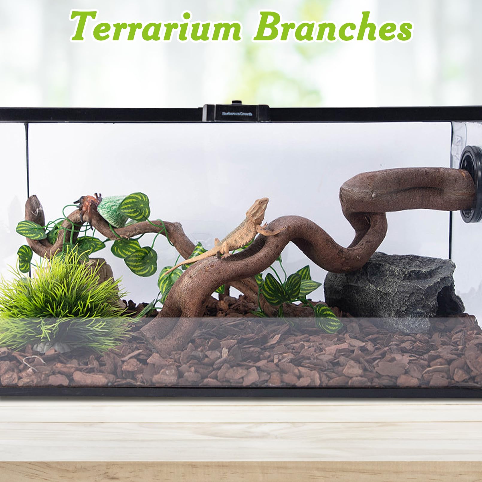Apatal reptile-branch-bearded-dragon-use demonstrates safe climbing and basking setup