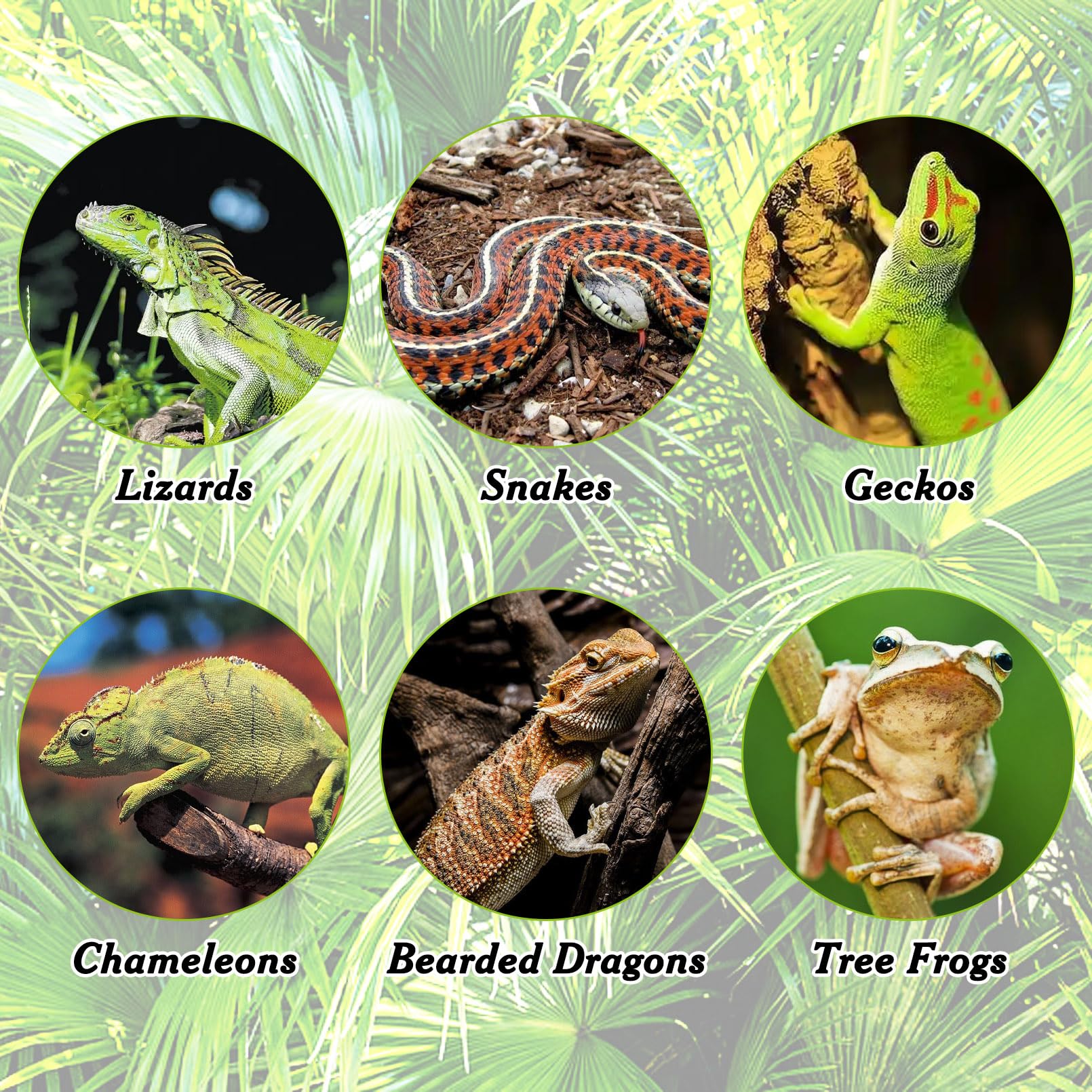 Apatal reptile-branch-terrarium-decorating helps decorate enclosures with enrichment