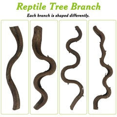 Apatal reptile-branch-tree-trunk-spiral demonstrates varied shapes for climbing