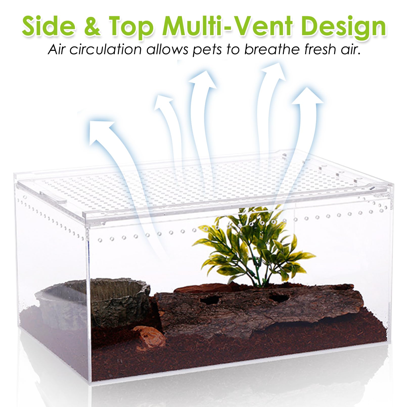 Apatal terrarium size-12x8x6 fits compact spaces and desks.