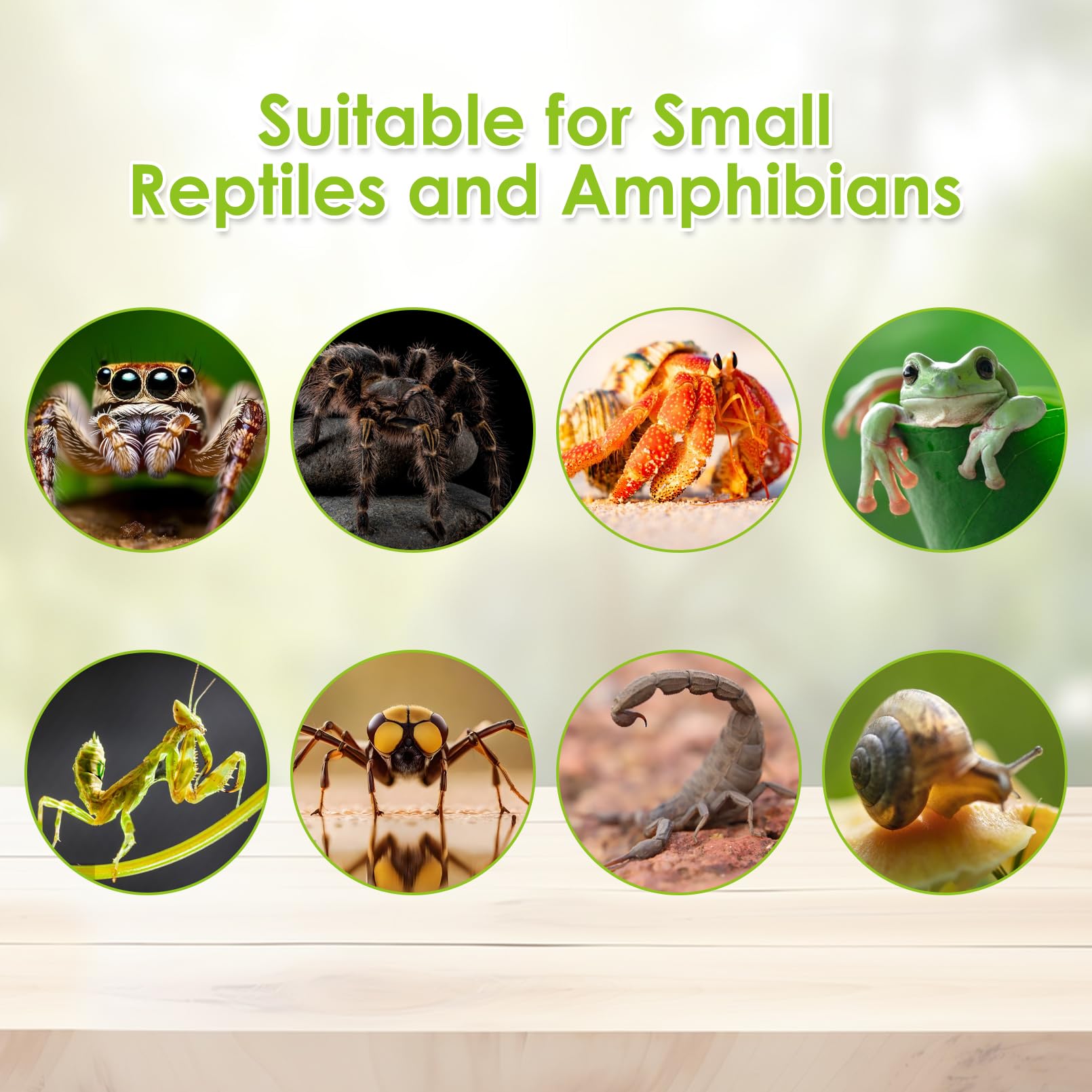 Apatal terrarium spacious-interior supports tarantulas, jumping spiders, isopods.