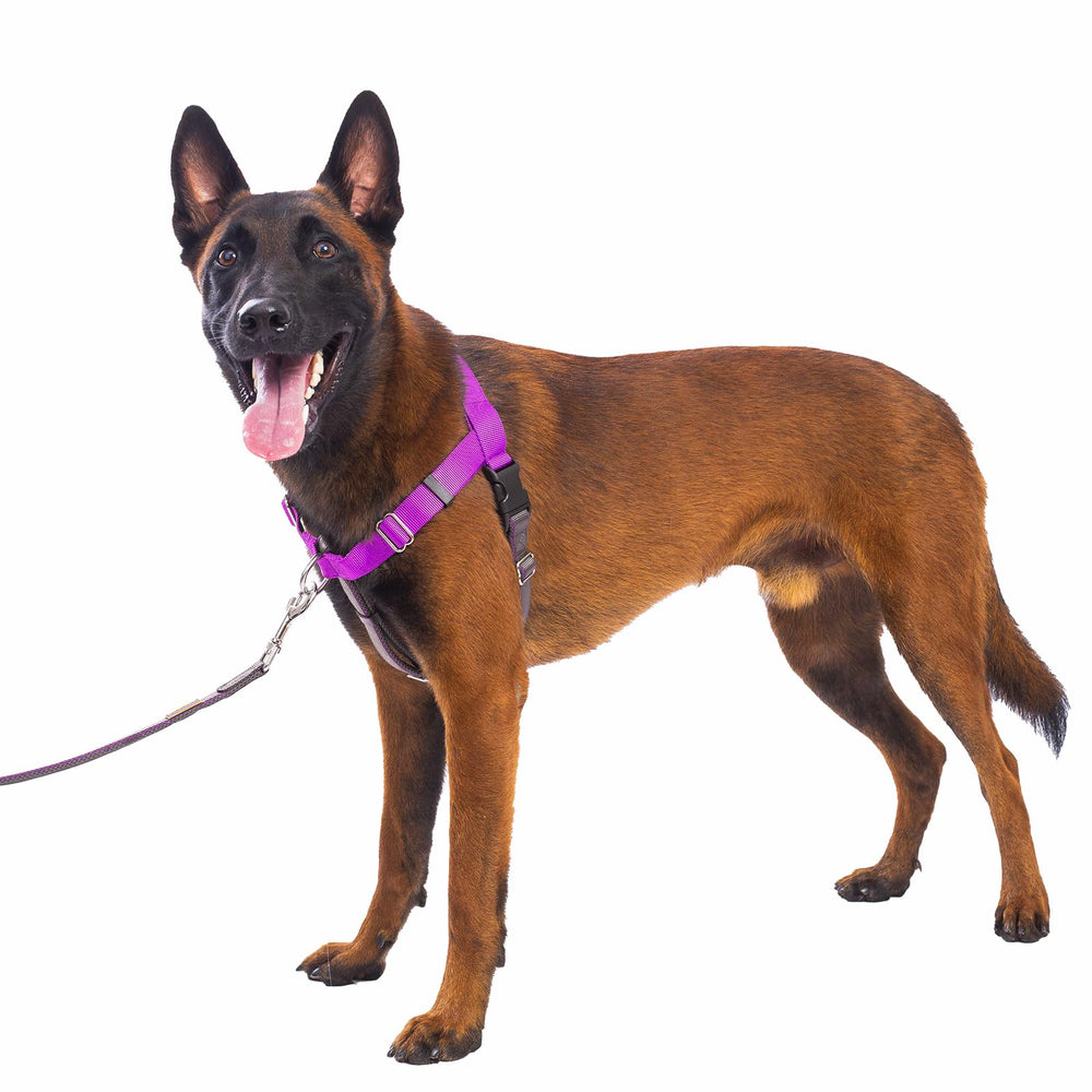 APDEXY Freedom No Pull Harness front D-ring enables safer, controlled walks.