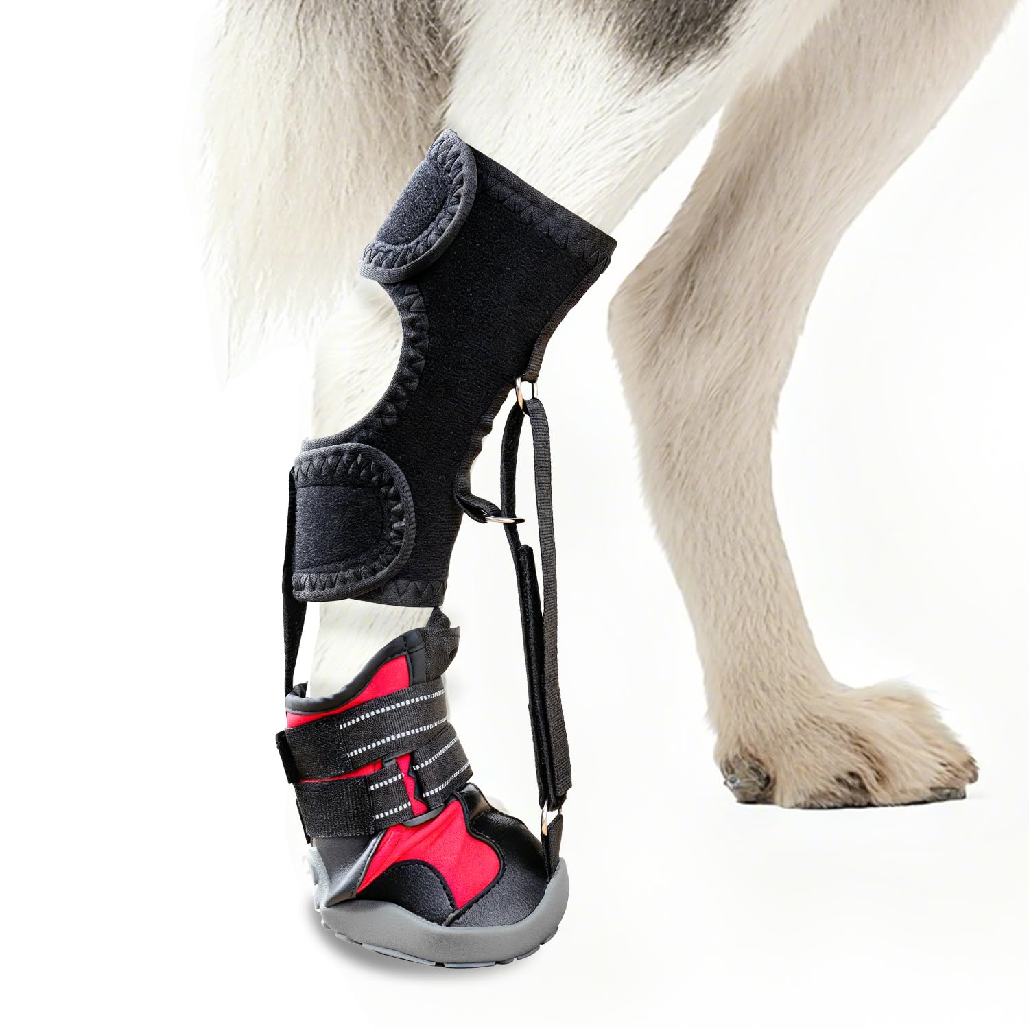 Apedret drop-foot brace dog paw elevated for steadier gait