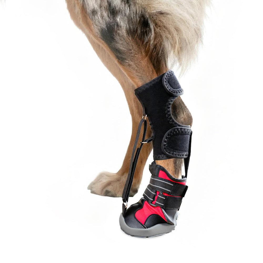 Apedret strap-on drop foot brace side view supports paw alignment during walks
