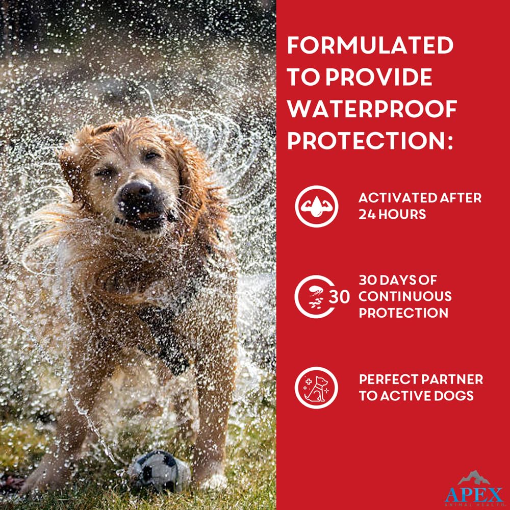 APEX PLUS XL active dog in yard shows suitability for energetic dogs.