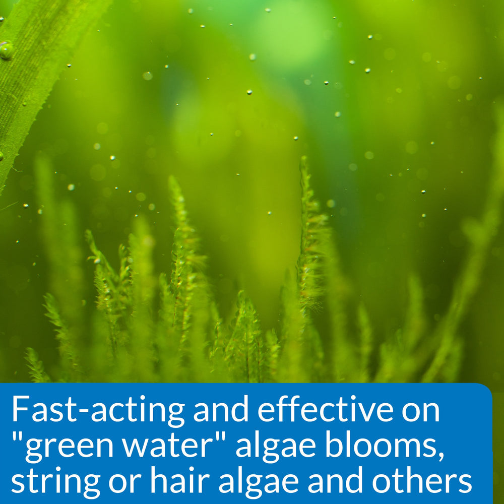 API ALGAEFIX in green-water tank with clearer potential