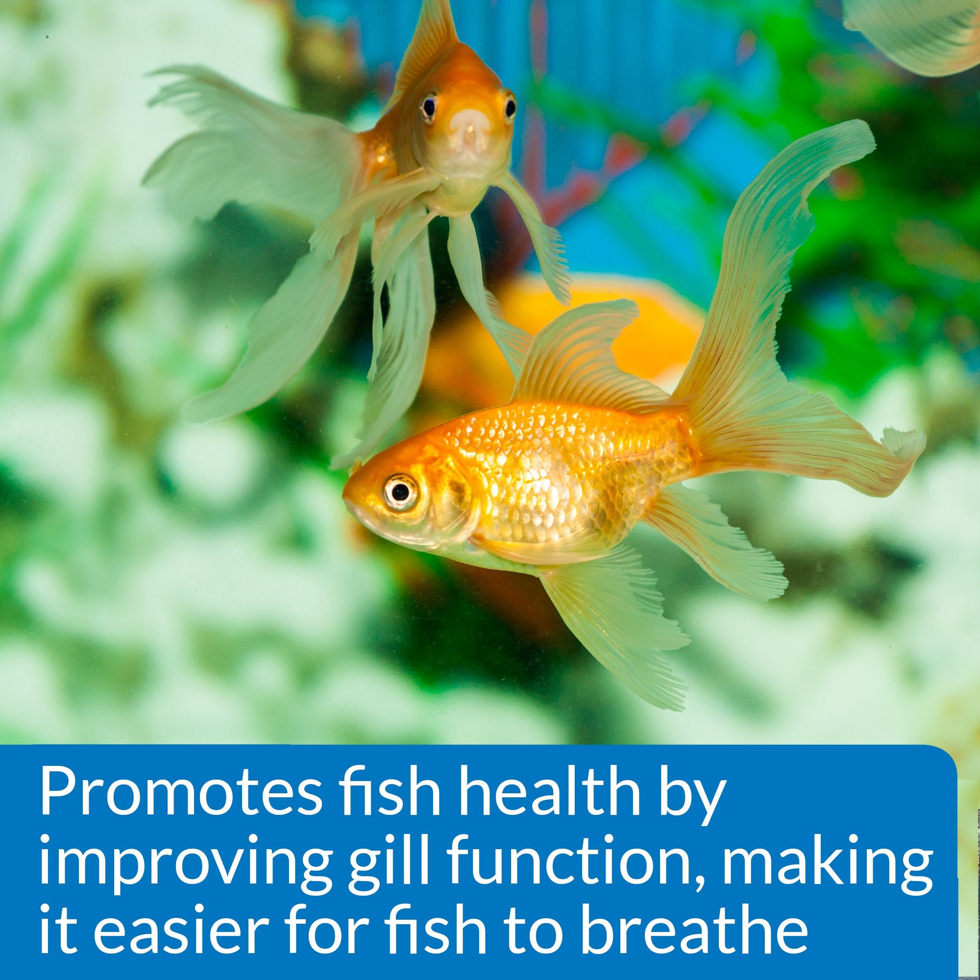 API Aquarium Salt during treatment demonstrates practical dosing for disease recovery in fish.