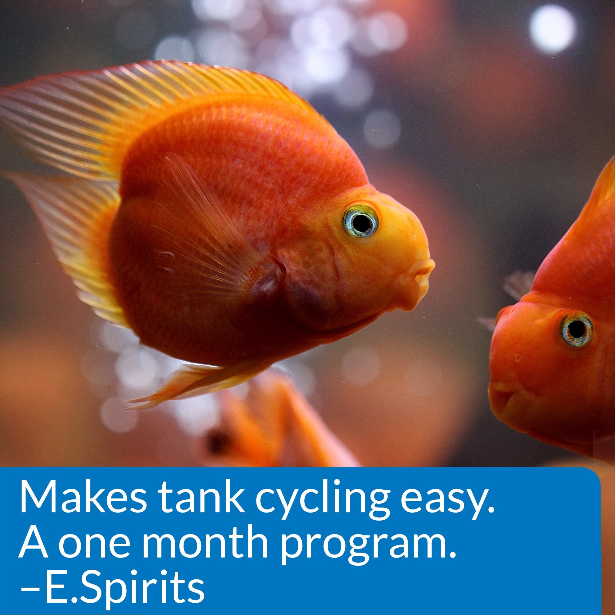 API Start-Up Pack on a new tank setup illustrating instant fish introduction possibilities.
