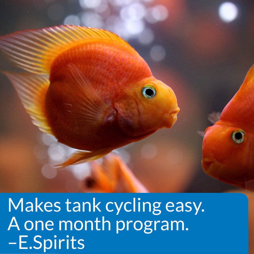 API Start-Up Pack on a new tank setup illustrating instant fish introduction possibilities.